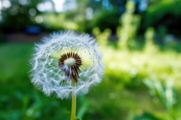 A close up of a dandelion on a natural background. Nature has beautiful, delicate traits. Inspirational nature concept with beautiful blue and green bokeh in the background.