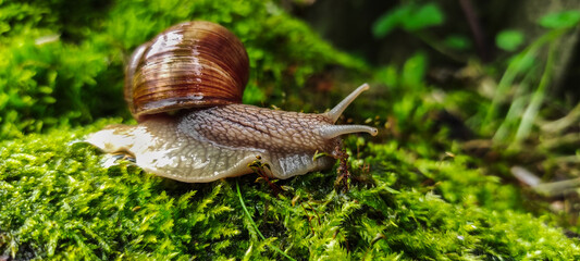 Snail on the mossy ground in the natural environment after rain. close up nature photo © Blessusa
