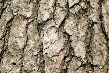 Background from the bark of Italian pine