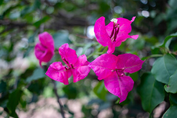 estrella federal flor 