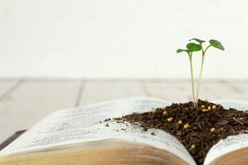 Mustard seed green plant growing in soil on top of open Holy Bible Book with golden pages and white...