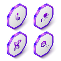 Set Isometric Gluten free grain, Apple, No GMO and icon. Purple hexagon button. Vector