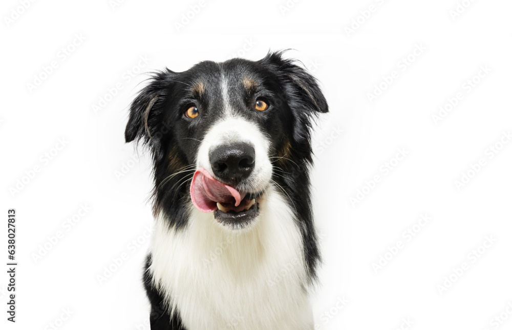 Wall mural portrait hungry border collie puppy dog licking its lips with tongue. isolated on white background - Wall murals