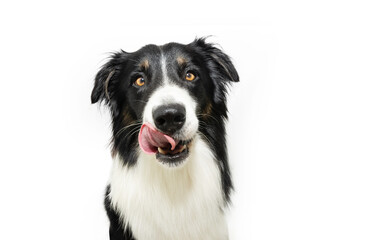 Portrait hungry border collie puppy dog licking its lips with tongue. Isolated on white background - obrazy, fototapety, plakaty