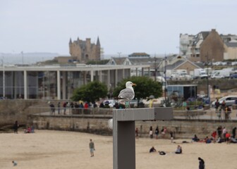 Seagull on a lamp above the beach 