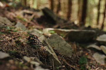 cones in the forest