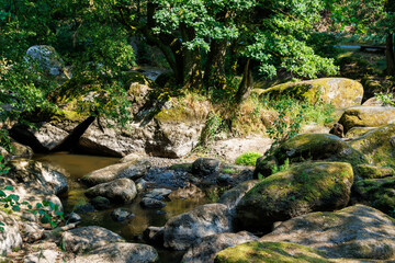 Sommeridylle am Flusslauf im Waldnaabtal
