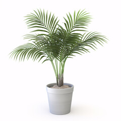 Obraz premium Kentia Palm Tree. In concrete grey pot. Houseplant isolated on white background