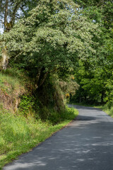 Fototapeta na wymiar bend on a rural road in Galicia