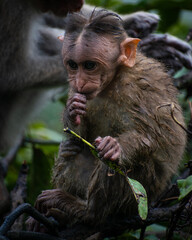 portrait of a baboon