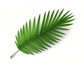 Obraz premium Green palm leaf isolated