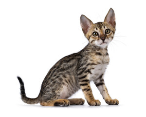 Cute F5 black tabby spotted Savannah cat kitten, sitting up side ways. Looking towards camera. Isolated on a white background.