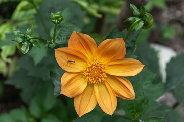 Summer flowers. Beautiful dahlia flower, close-up on a natural green background. A yellow dahlia flower on a blurry background. A large yellow dahlia flower with buds. Selective focus.