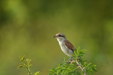 Juveniler Neuntöter 