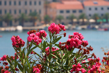 Vibrant pink oleander flowers in the garden. Picturesque Mediterranean town and sea in the...