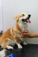 A female groomer combs out the hair of a young corgi dog.