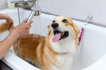 Funny portrait of a welsh corgi pembroke dog showering.
