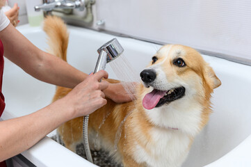 Funny portrait of a welsh corgi pembroke dog showering. - 638037823