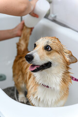 Groomer wash funny welsh corgi pembroke dog in bath before grooming procedure