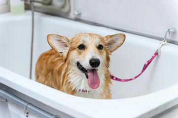 Wet dog stands in the bathroom after bathing.