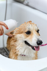 Groomer wash funny welsh corgi pembroke dog in bath before grooming procedure