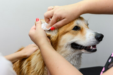 Woman cleans the ears of a welsh corgi pembroke dog - 638038010