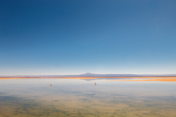 Lagoa Chaxa: Oásis salgado do Deserto do Atacama, onde a vida prospera em meio à paisagem surreal de sal e água.