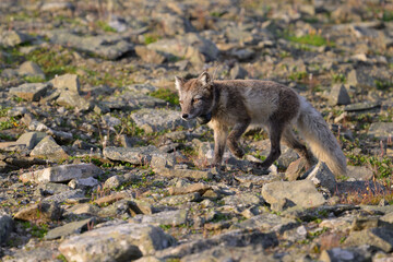 Arctic fox (Vulpes lagopus) with radio collar for research