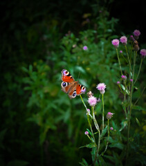 Motyl © Katarzyna