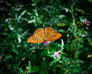 Motyl © Katarzyna