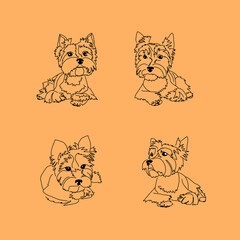 Set of lying poses of the Yorkshire Terrier. Linear sketches of a small dog