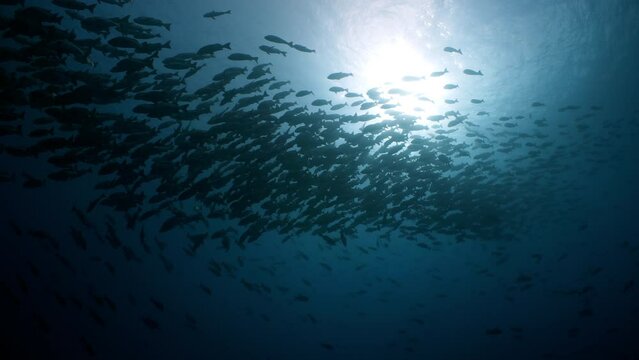Huge school of fish silhouetted by the sun in dark water