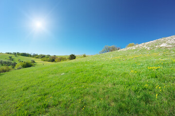 Sunny day in mountain meadow.