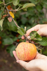 harvest of apples on a branch in the garden