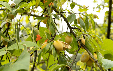 Green and yellow plums on a branch in the garden
