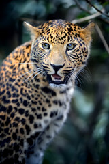 Obraz premium Close young leopard portrait in jungle