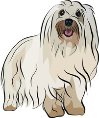 Coton de Tulear Dog Breed. Smiling muzzle, detailed drawn dog. Cute front-view pet. Logo design, dog silhouette, outlines, dog stroke. Pet character postcard art. Funny pet mascot. Small terrier.