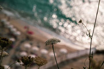 fiore bianco con sfondo sfocato dove si intravede la spiaggia con mare