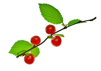 branch of Chinese cherry with red berries. Nature. Summer, vitamins. Organic food. isolated on transparent without shadow. PNG. Close-up.