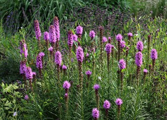 purple flowers of Liatris spicata plant in the garden