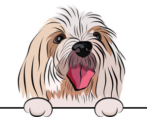 Coton de Tulear Dog Breed. Funny terrier with paws in a pocket, vector illustration. Cute dog head with paws on a white background, isolated logo.Hand-drawn mascot. Funny dog muzzle looking over wall.
