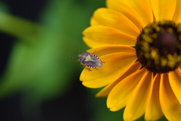 A green bug on a yellow flower. Palomena prasina. Insect macro photo.