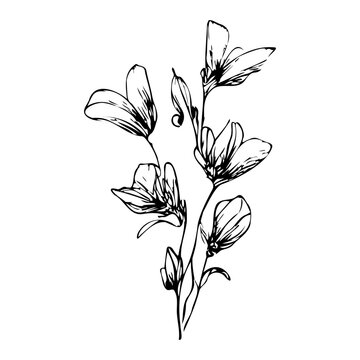 flowers bluebells decorative free line. Vector stock illustration eps10.