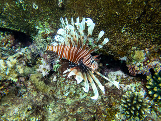 Naklejka na ściany i meble Beautiful lionfish in the coral reef of the Red Sea