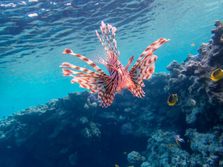 Beautiful lionfish in the coral reef of the Red Sea