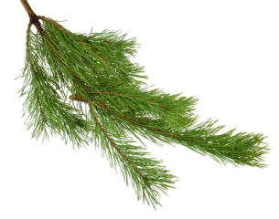Pine branches isolated on transparent without shadow. PNG