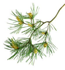 Pine branches with cones. Isolated On transparent without shadow. PNG. Close-up. New Year. Decor.
