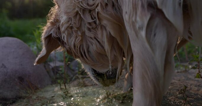 Golden retriver dog paws at and eats sea weed in morning after swim in lake - close up on face