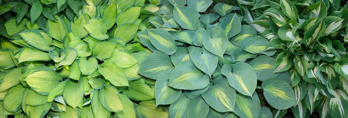 Three different varieties of Hosta plant bushes view from above