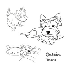 Set of lying poses of the Yorkshire Terrier. Linear sketches of a small dog